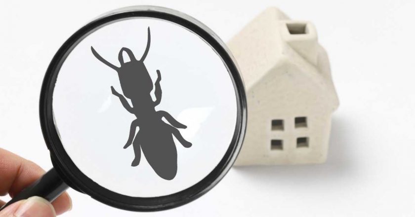 Why & When to hire a pest control company?