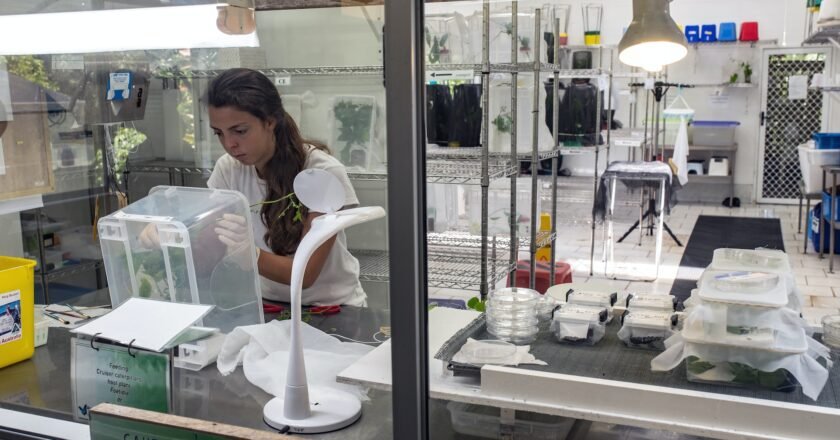 App Annie Theverge Australian Broadcasting Corporation