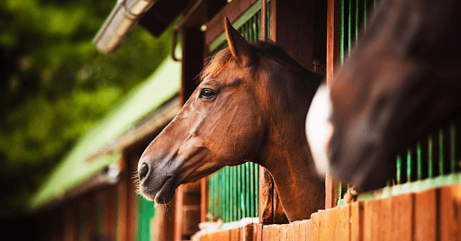 Beyond the Racetrack: The Healing Power of Equine Therapy