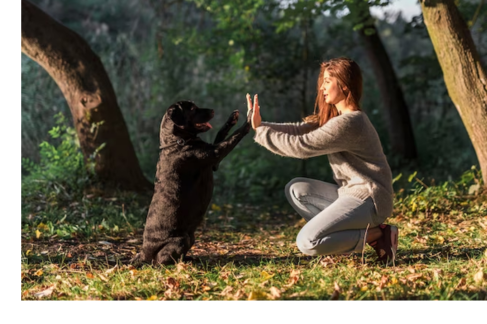 Dog Training Camp Guide 2024: Everything You Need To Know