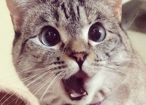 Meet Nala Cat: The Instagram Star with a Ton of Feline Charm