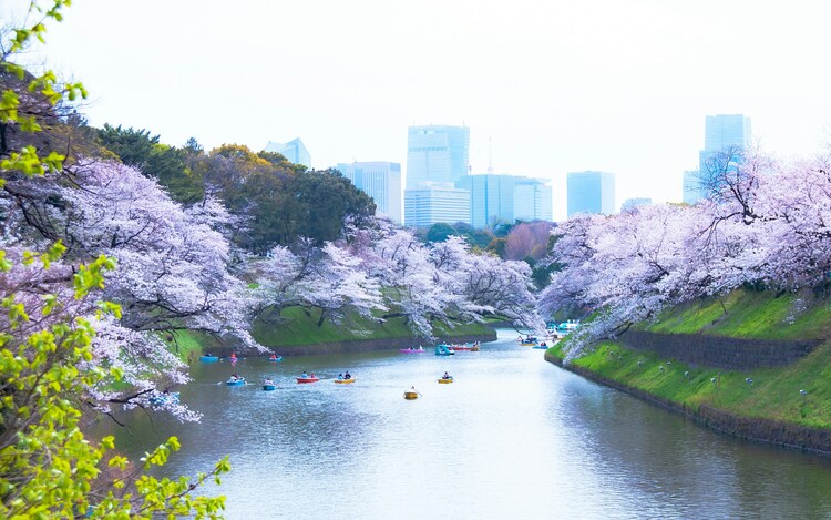 Japan – Festivals, Food & Flower Fields