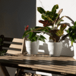 Why Buying from an Online Plant Nursery Is Better Than Visiting Local Nurseries