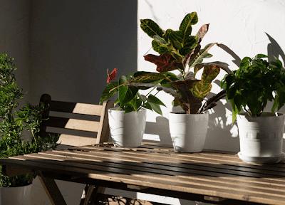 Why Buying from an Online Plant Nursery Is Better Than Visiting Local Nurseries