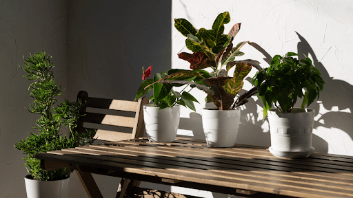 Why Buying from an Online Plant Nursery Is Better Than Visiting Local Nurseries