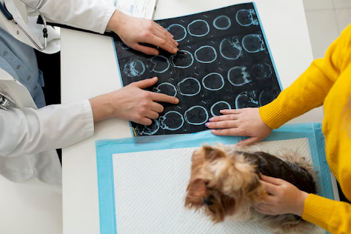 Advanced Veterinary Imaging: Diagnostics for Your Pet’s Health