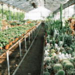 Which Online Nursery in Delhi Delivers Fresh Plants?