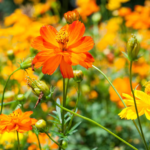 Which Summer Flowering Plants Can Handle Indian Heat Best?