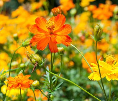 Which Summer Flowering Plants Can Handle Indian Heat Best?