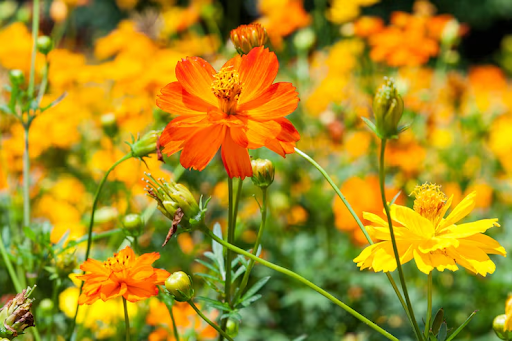 Which Summer Flowering Plants Can Handle Indian Heat Best?