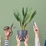 How to Choose the Right Plant When You’re Shopping From a Screen