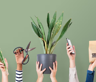 How to Choose the Right Plant When You’re Shopping From a Screen