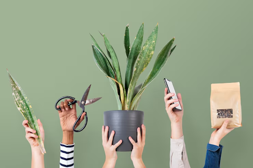 How to Choose the Right Plant When You're Shopping From a Screen