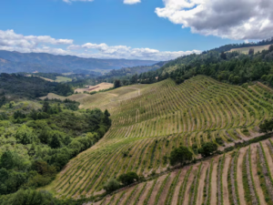 Hidden Gems and Must-Visit Spots: A Wine Lover’s Guide to Napa Valley