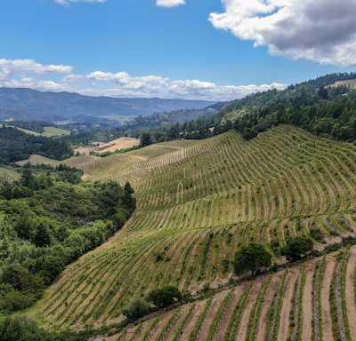 Hidden Gems and Must-Visit Spots: A Wine Lover’s Guide to Napa Valley